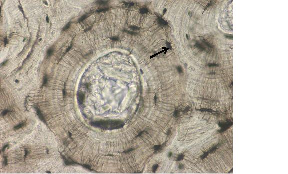 Unit I: Histology II: Connective Tissues - ProProfs Quiz